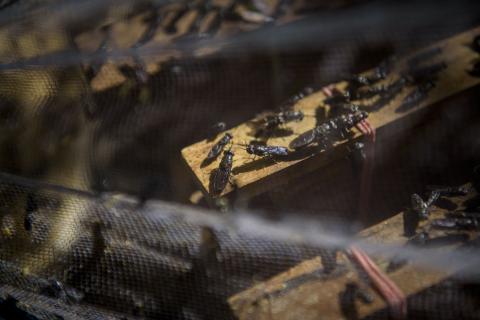 Animal view publica un reportaje sobre las granjas de insectos y sus implicaciones éticas Animal view publica un reportaje sobre las granjas de insectos y sus implicaciones éticas