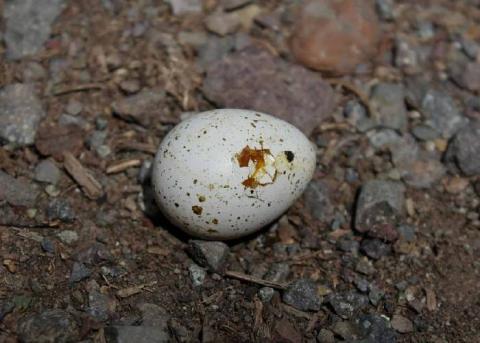 El huevo de la serpiente: la ola ultra como síntoma de la degradación del capital El huevo de la serpiente: la ola ultra como síntoma de la degradación del capital