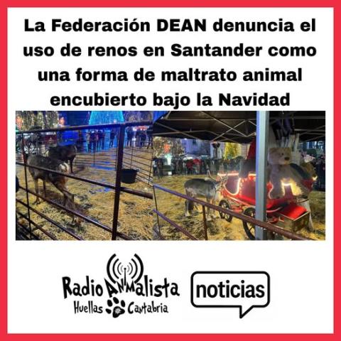 Renos en Santander, una forma de maltrato animal encubierto bajo la navidad Renos en Santander, una forma de maltrato animal encubierto bajo la navidad