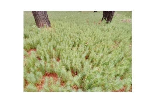 Rebrote de pinos