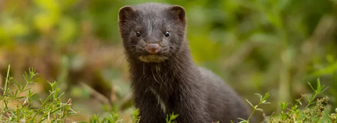mink_glad_3