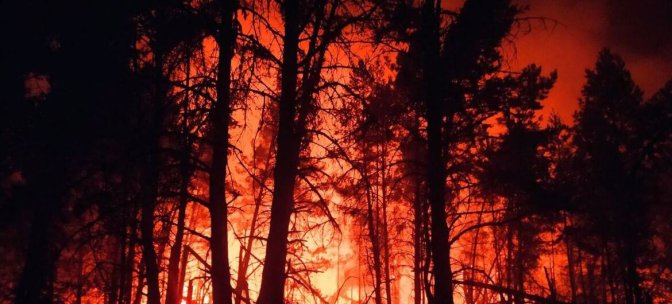 Una dramática escena nocturna de un incendio forestal en Bielorrusia, con llamas naranjas brillantes que iluminan las siluetas de pinos altos contra un cielo oscuro.