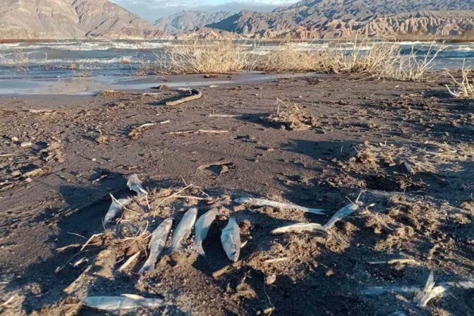 Contaminación minera en San Juan - peces muertos