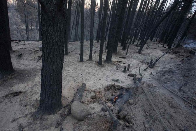 Incendios en Chubut, cenizas en el bosque