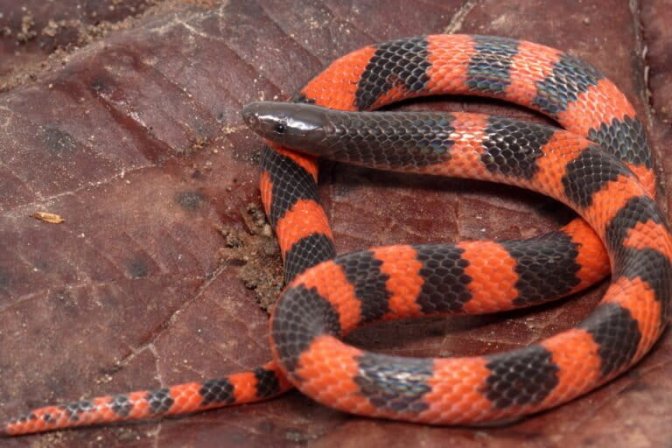 Serpiente Geophis lorancai