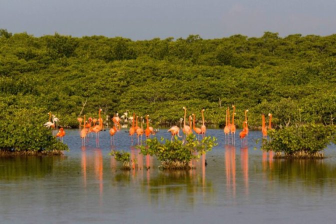 Flamencos en la reserva de manglares de la costa de Yucatán