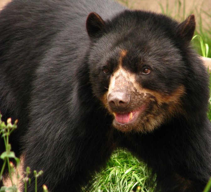 El Proyecto Juco trabaja con las poblaciones más australes de oso andino, en el sur de Bolivia y noroeste de Argentina. Foto: Cortesía proyecto Juco.